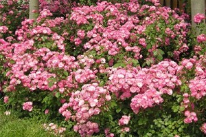 丰花月季可以插活吗要怎么样插