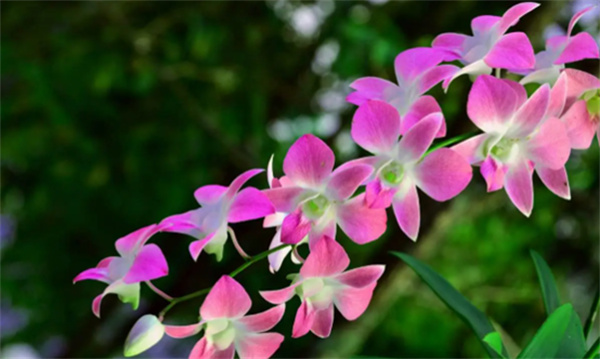 ​兰花花语是什么兰花花语和寓意是什么意思(不同兰花数量花语和寓意)