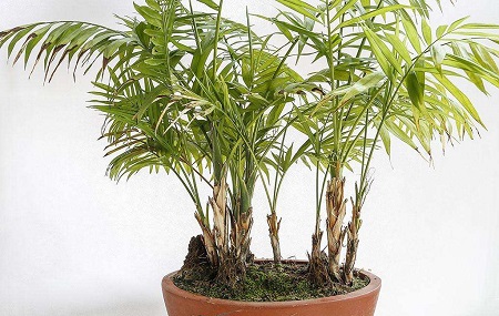 盆景修剪视频教学