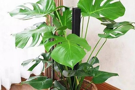 龟背竹用什么土养最好室内