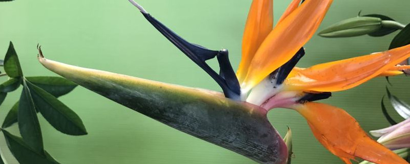 鹤望兰怎么繁殖怎么让它长侧芽(鹤望兰苗怎么养)