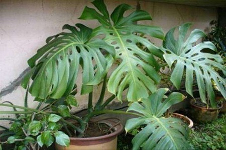 龟背竹用什么土养最好室内