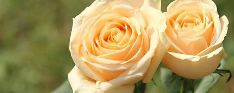 种玫瑰花用什么土(种玫瑰花用什么土质)