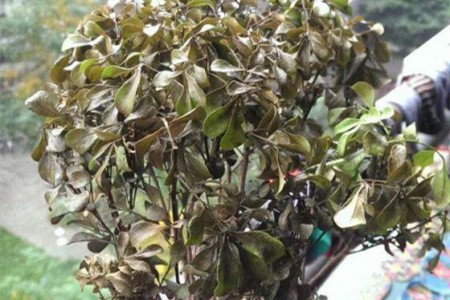 米兰叶子干枯还能活吗怎么救活它
