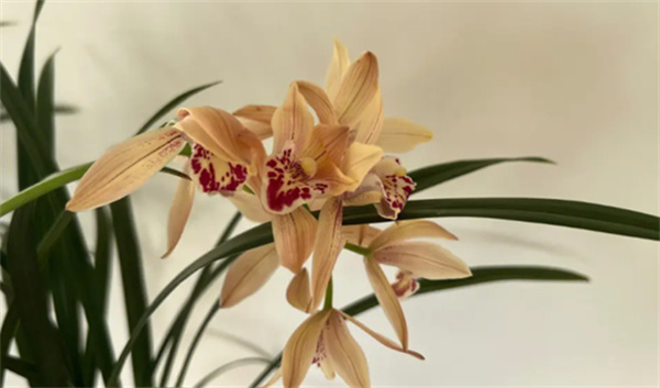 不同兰花数量花语和寓意