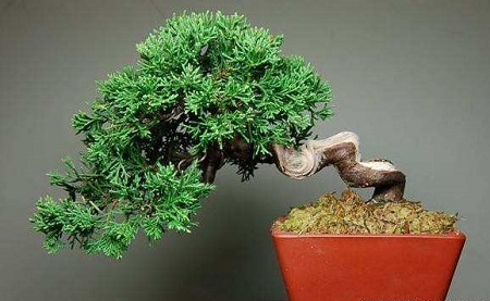 盆景修剪视频教学