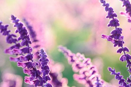 马鞭草与鼠尾草