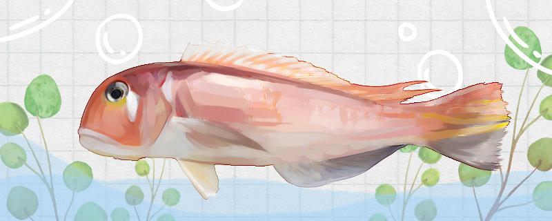 马头鱼是海鱼吗能养殖吗(马头鱼是海鱼吗能养殖吗视频)