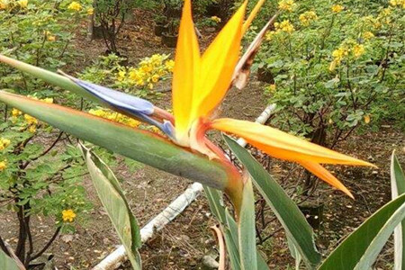 鹤望兰苗怎么养