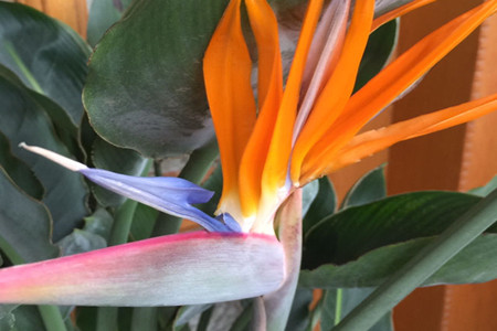 鹤望兰苗怎么养