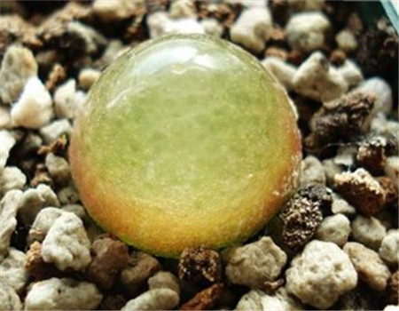 多肉灯泡怎么养护