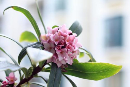 瑞香开花多长时间