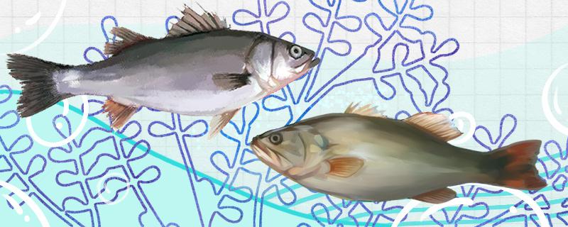 桂花鲈鱼和鲈鱼一样吗有什么区别图片