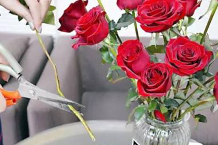 玫瑰花怎么养才不会枯萎