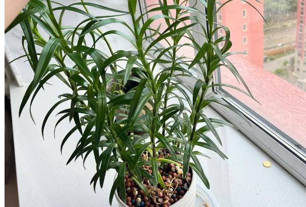 百合花谢后可以换盆吗