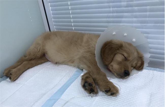 犬瘟是怎么感染上的