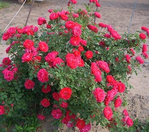 丰花月季可以插活吗要怎么样插