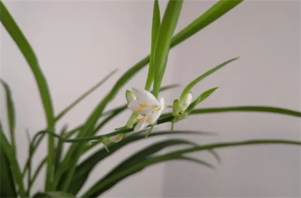 不同兰花数量花语和寓意