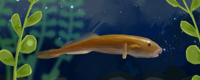 沙光鱼是河鱼还是海鱼能养殖吗(沙光鱼长什么样子)