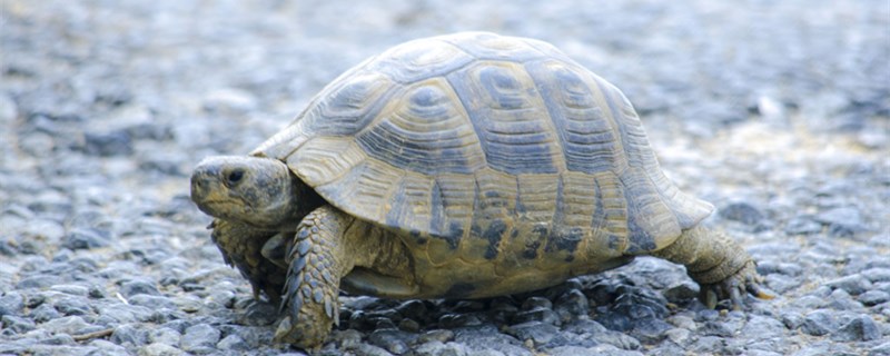 水龟好养吗水龟怎么饲养(水龟好养吗水龟怎么饲养图片)