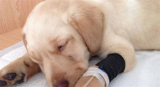 犬瘟是怎么感染上的