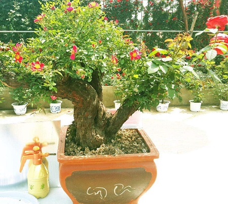 盆景修剪视频教学