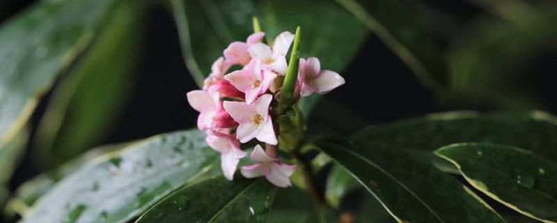 瑞香一年开几次花(瑞香开花多长时间)