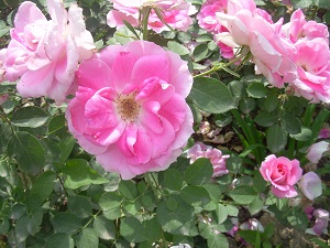 丰花月季可以插活吗要怎么样插