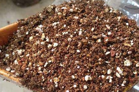 种玫瑰花用什么土质