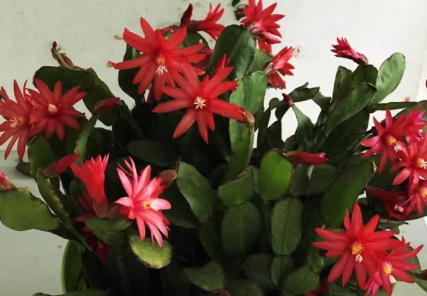 蟹爪兰多久浇一次水每3到4天浇1次水,视情况而定(蟹爪兰应该几天浇一次水)