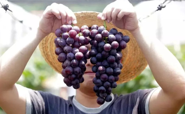 人如果不吃饭只喝水打葡萄糖能活多久