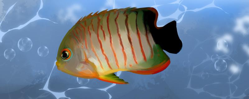 虎纹神仙鱼好养吗怎么养(花纹虎鱼)