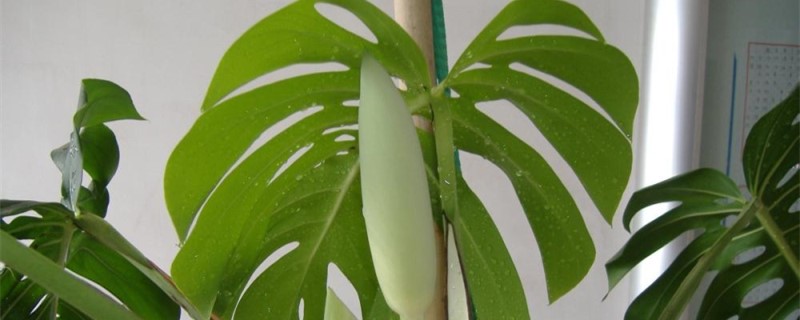 龟背竹用什么土养(龟背竹用什么土养最好室内)