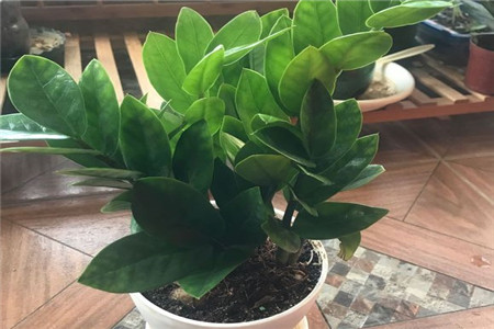 金钱树禁忌摆放位置摆在哪里好聚财