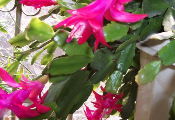 蟹爪兰应该几天浇一次水