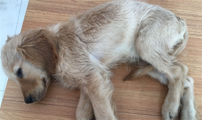 ​犬瘟热用什么药犬瘟热会传染人吗(犬瘟是怎么感染上的)