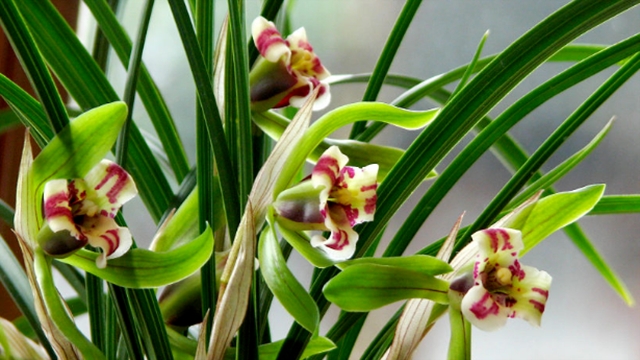 谁说兰花不适合新手养选这几种浇点水花能开满枝！(兰花适合浇什么水好)