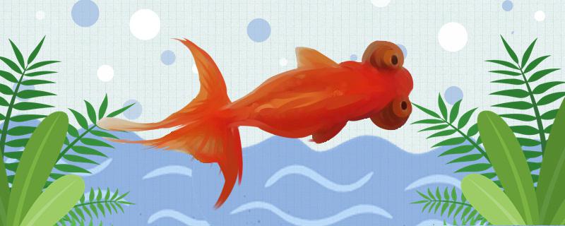 望天金鱼好养吗怎么养(望天金鱼好养吗怎么养的)