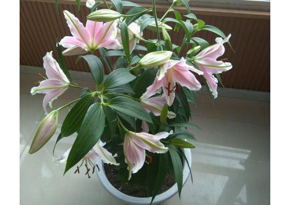 百合花可以盆栽吗盆栽百合花谢了怎么办(百合花谢后可以换盆吗)