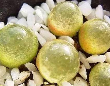 多肉灯泡怎么养护