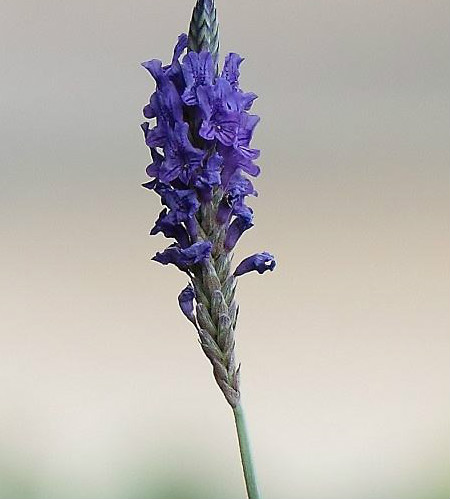 马鞭草与鼠尾草