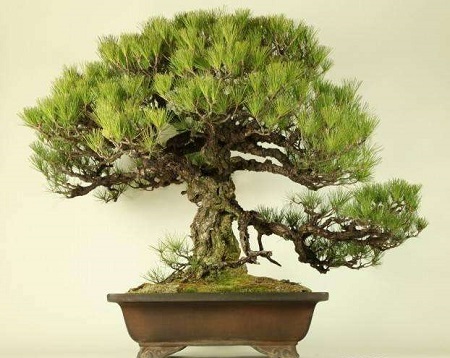 盆景修剪视频教学