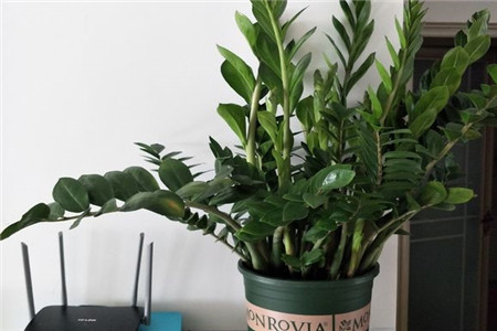 金钱树禁忌摆放位置摆在哪里好聚财