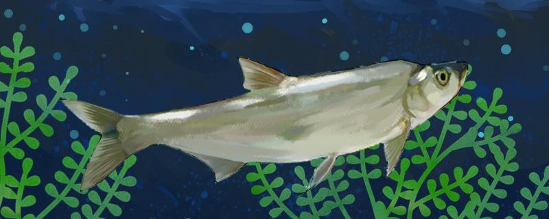 泥鳅能钓翘嘴吗挂哪里才好(泥鳅钓翘嘴怎么挂钩图片)