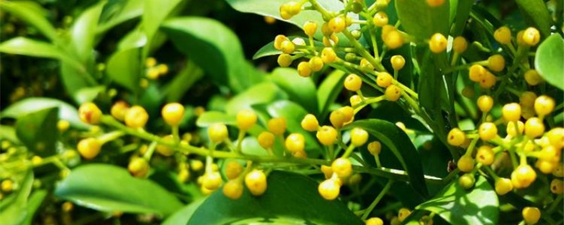 米兰叶子干枯还能活吗怎么救活(米兰叶子干枯还能活吗怎么救活它)