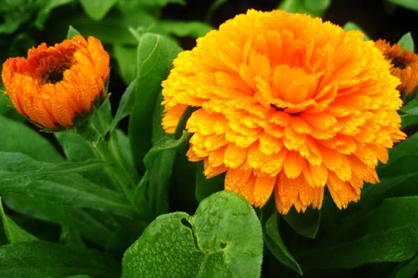 金盏菊病害防治方法(金盏菊的栽培与管理)