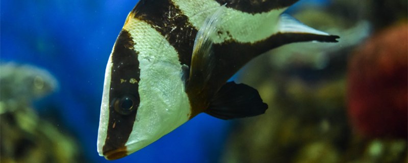 鱼缸为什么会变绿鱼缸变绿怎么办(鱼缸为什么会变绿色)