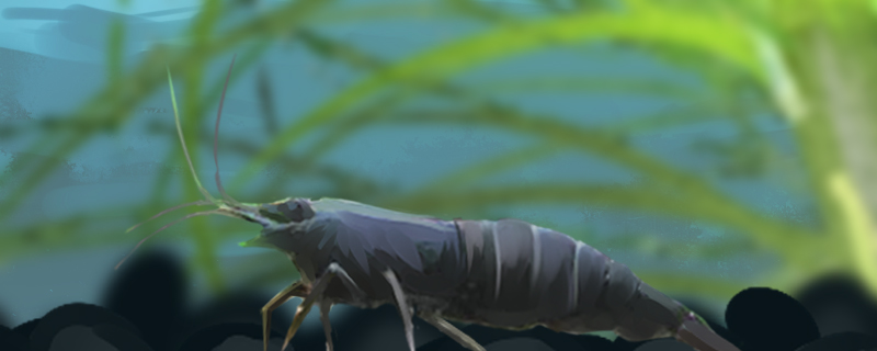 黑壳虾吃水草吗吃褐藻吗(黑壳虾吃水草吗?)