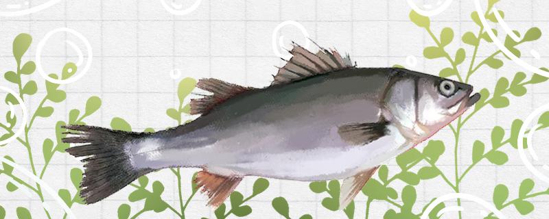 夜钓鲈鱼要不要开灯用什么灯好(哈拿夜钓灯质量怎么样)