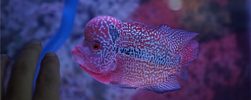 罗汉鱼肠炎怎么治疗如何判断罗汉鱼肠炎好了(罗汉鱼肠炎恢复期怎样看)